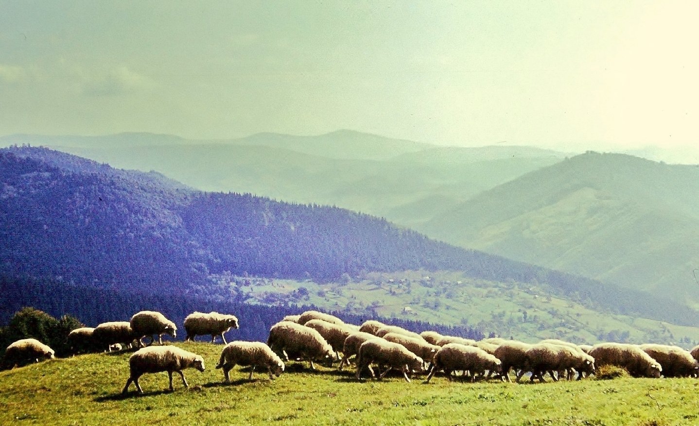 Бермамыт Отара овец