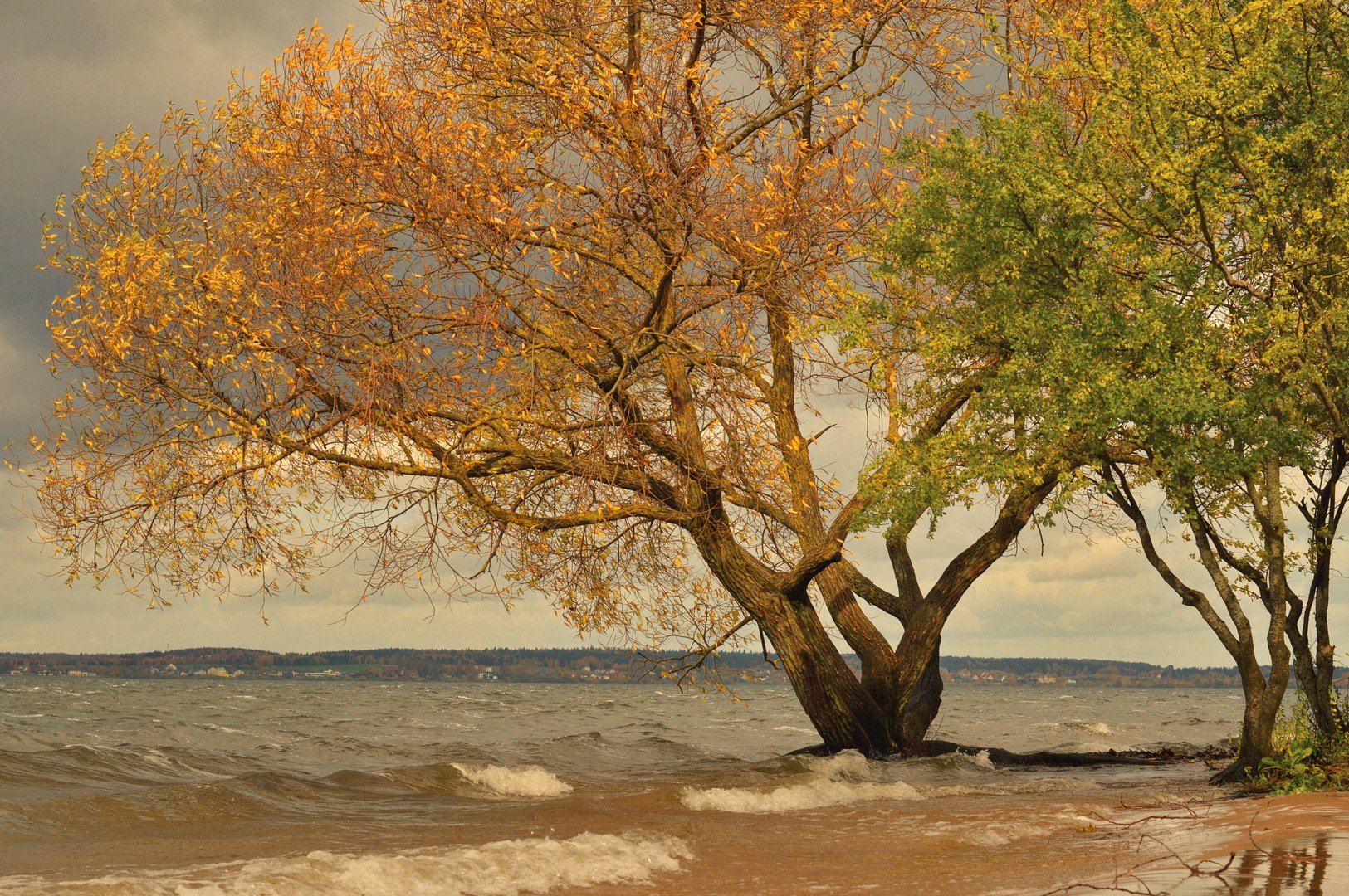 Осеннее дерево на берегу