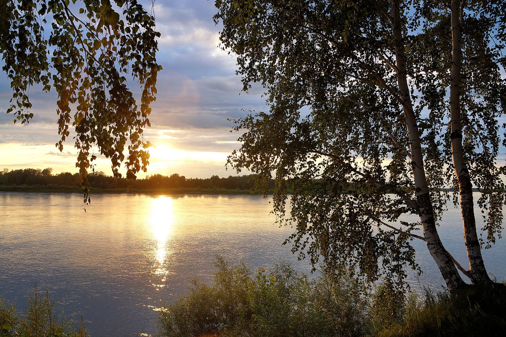 Картинки Березы Закат