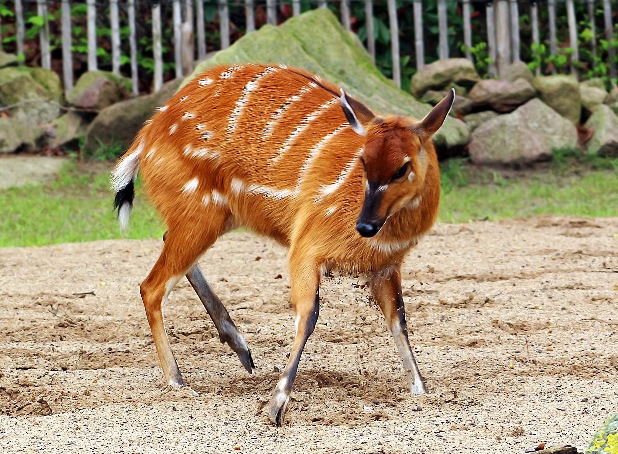 Саола. Антилопа ситатунга. Ситатунга самка. Антилопа бушбок. Tragelaphus spekii.