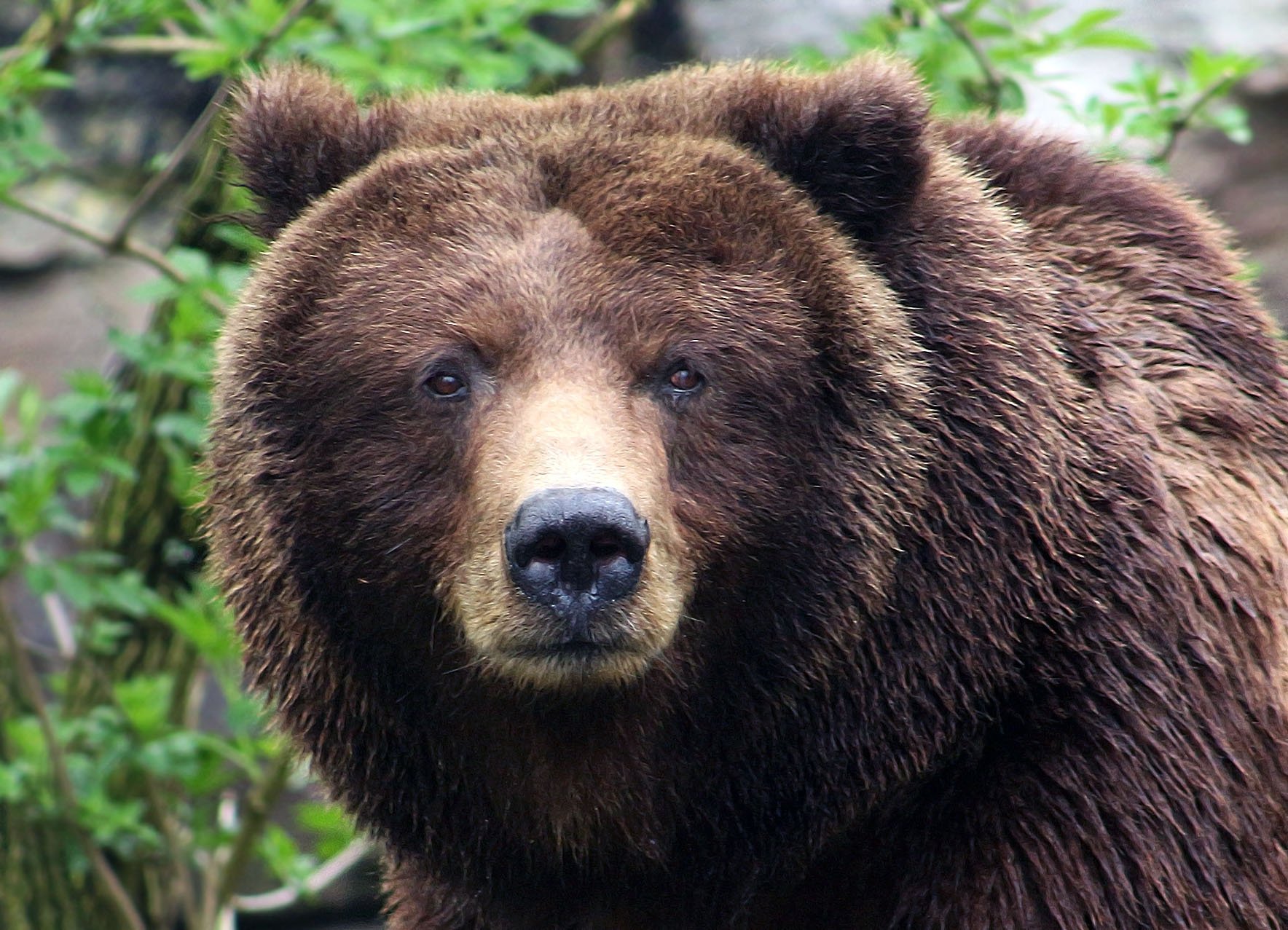 Какой нос у медведя. Нос медведя. Морда медведя. Бурый медведь глаза. Глаза медведя.