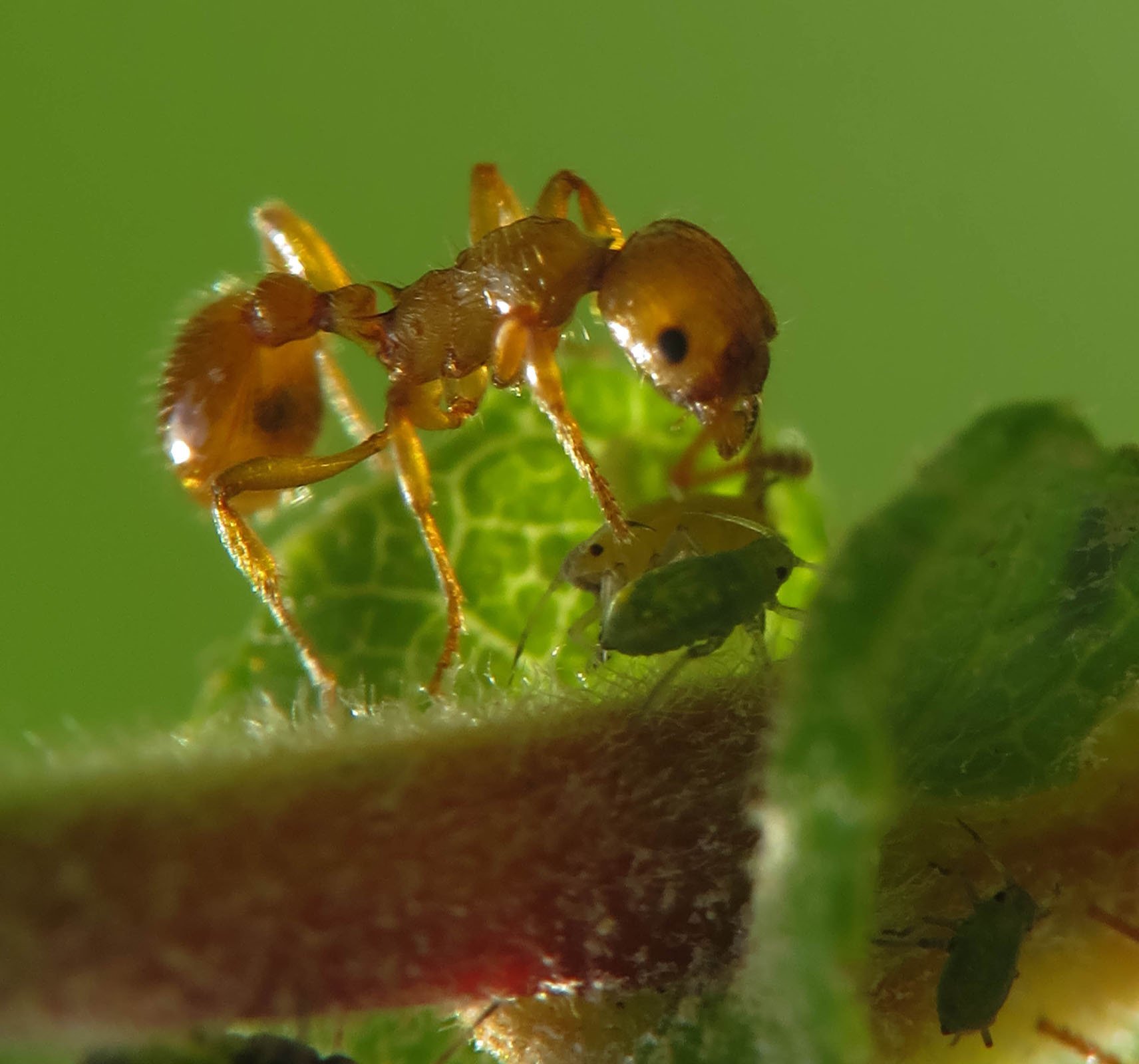 Тля рыжий муравей тип биотических отношений. Тля и муравьи. Муравей и тля симбиоз. Муравьи доят тлю. Муравьи пасут тлю.