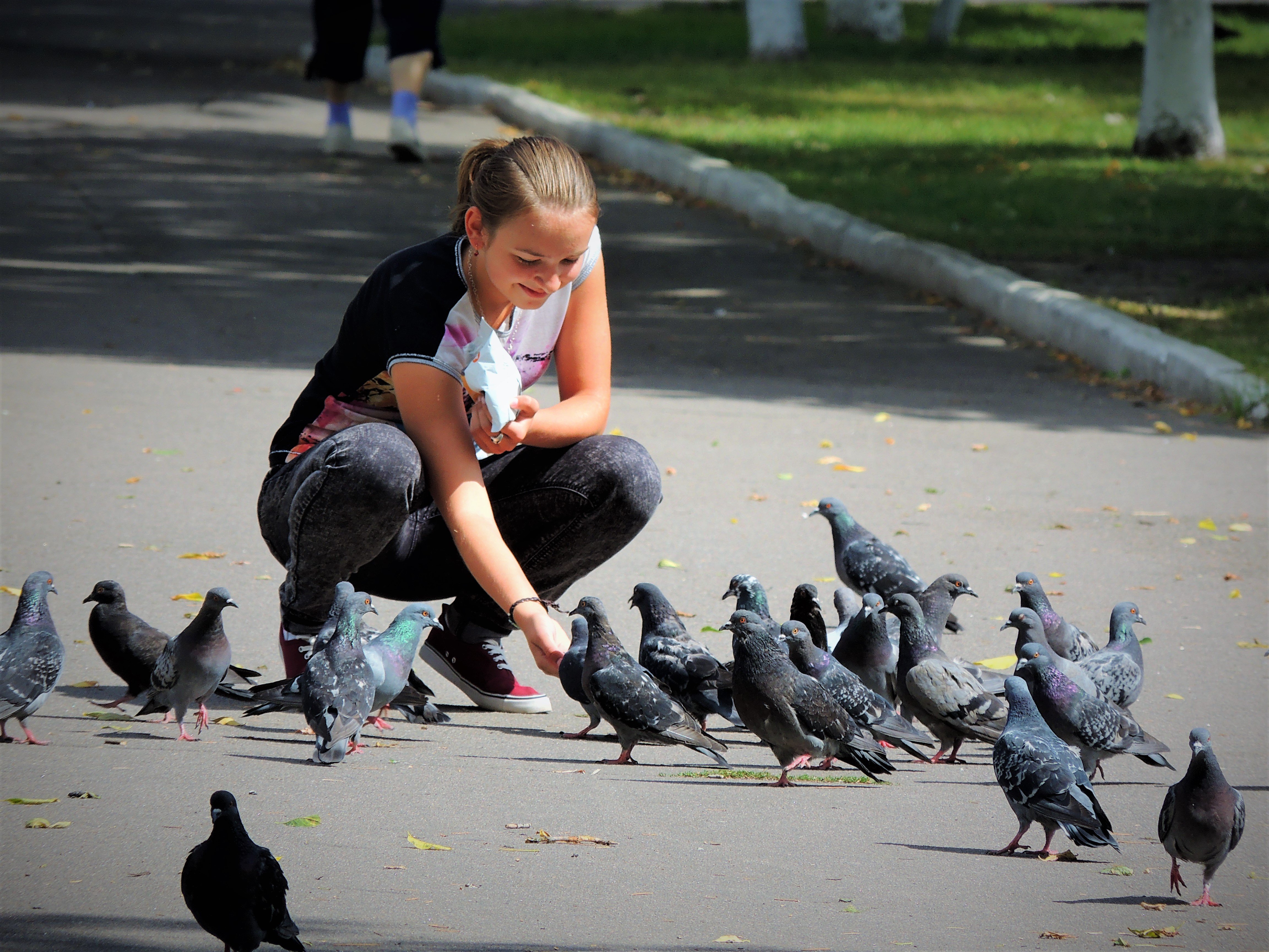 Почему кормят голубей. Кормить голубей. Птицы на улице. Кормление голубей на улице. Бездомные птицы.
