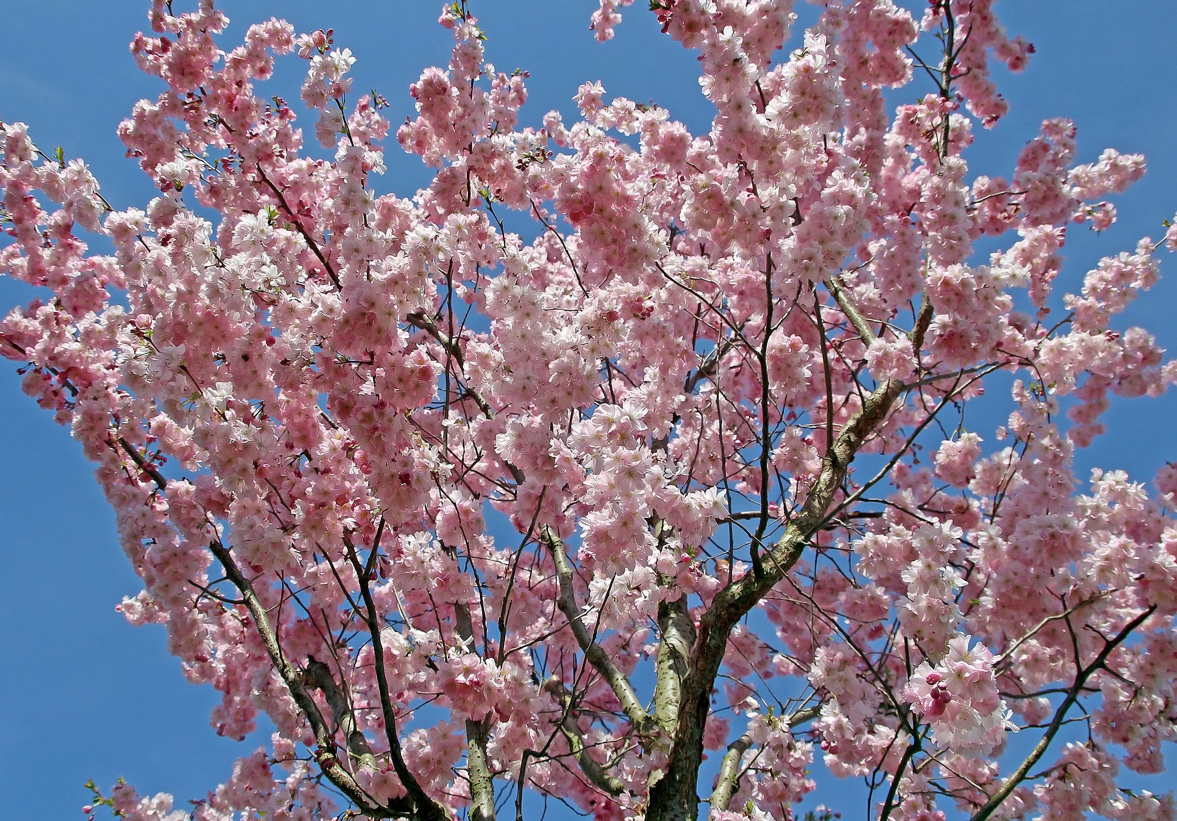 Про цветущие деревья. Цветение Сакуры. Дальневосточная вишня цветение. Сакура Дальневосточная. Сакура морозостойкая цветения.
