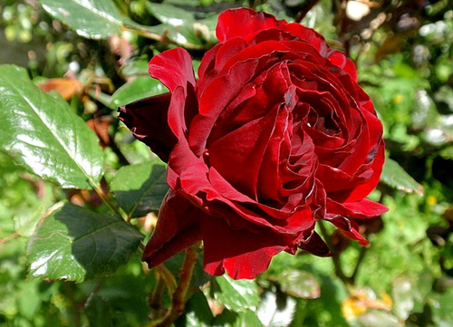 Любимая роза