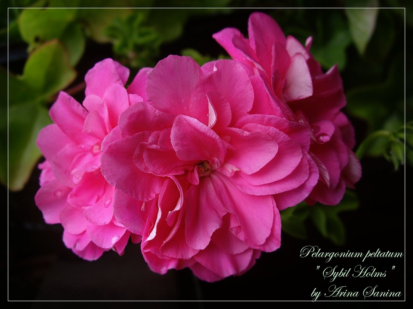 pink sybil пеларгония фото