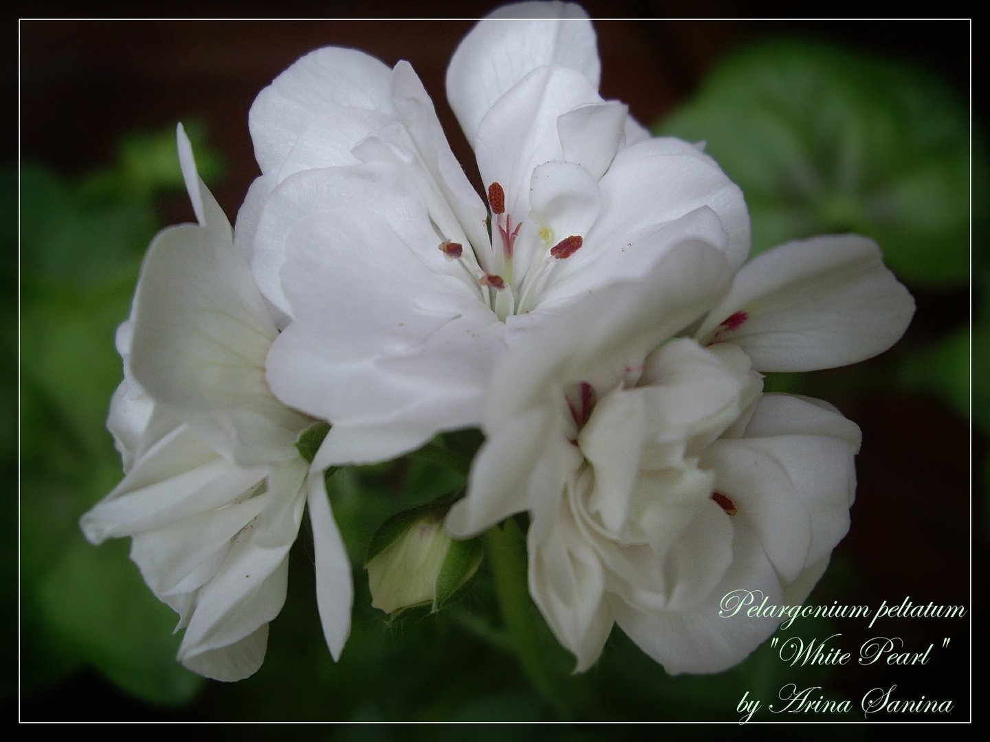 madpearl white пеларгония фото
