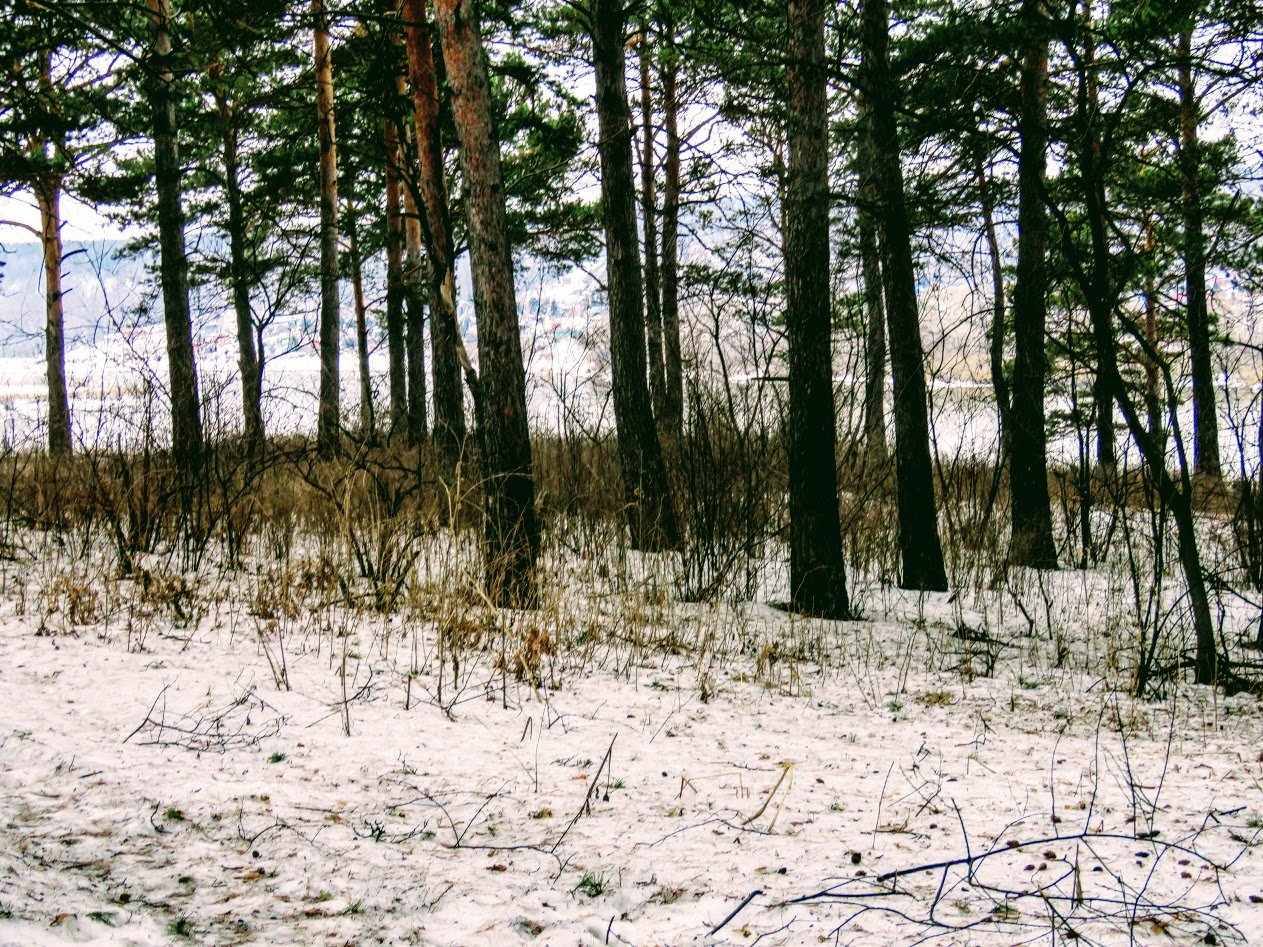 Черный бор. Сосновый лес Томь.