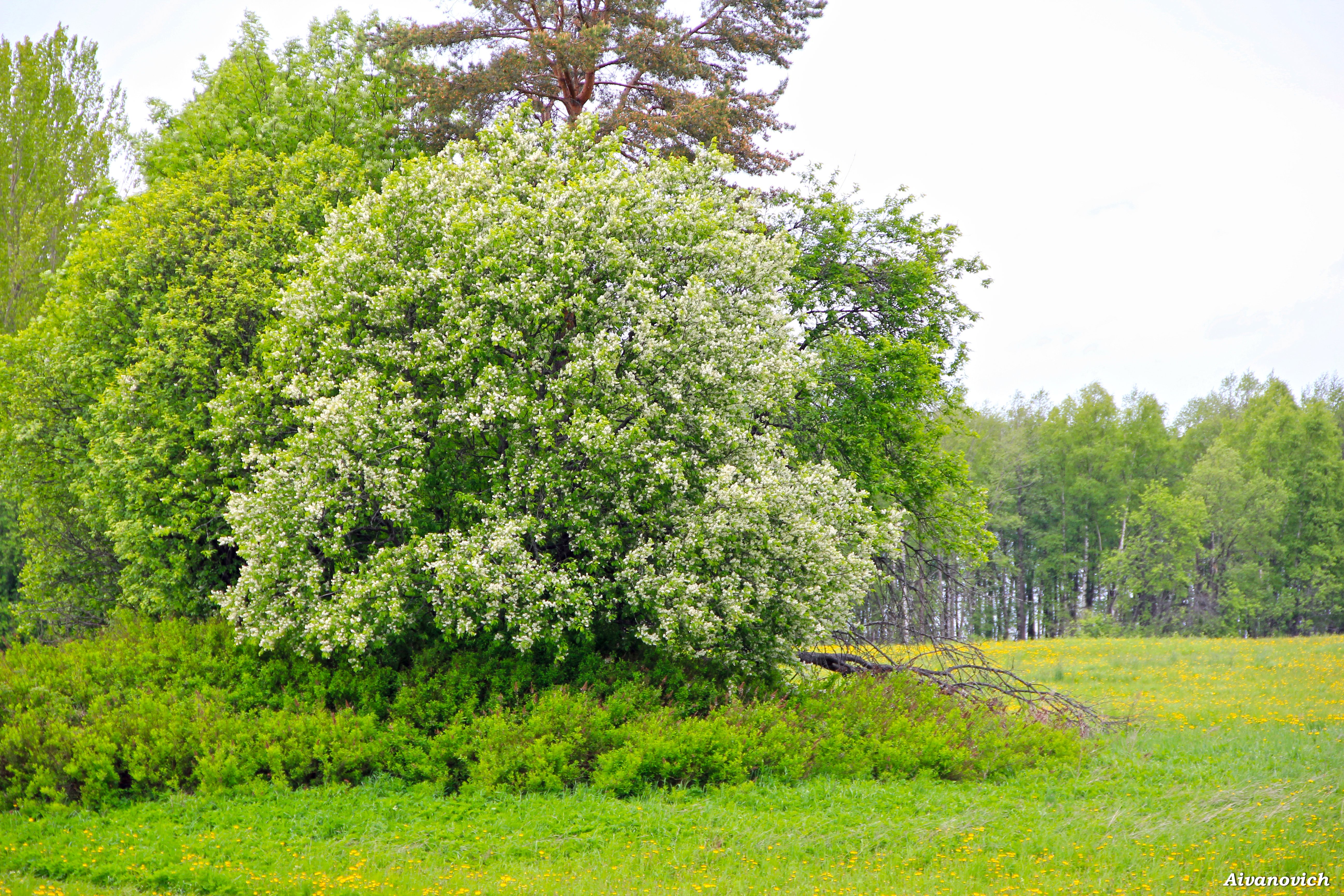 Цветущая черемуха дерево