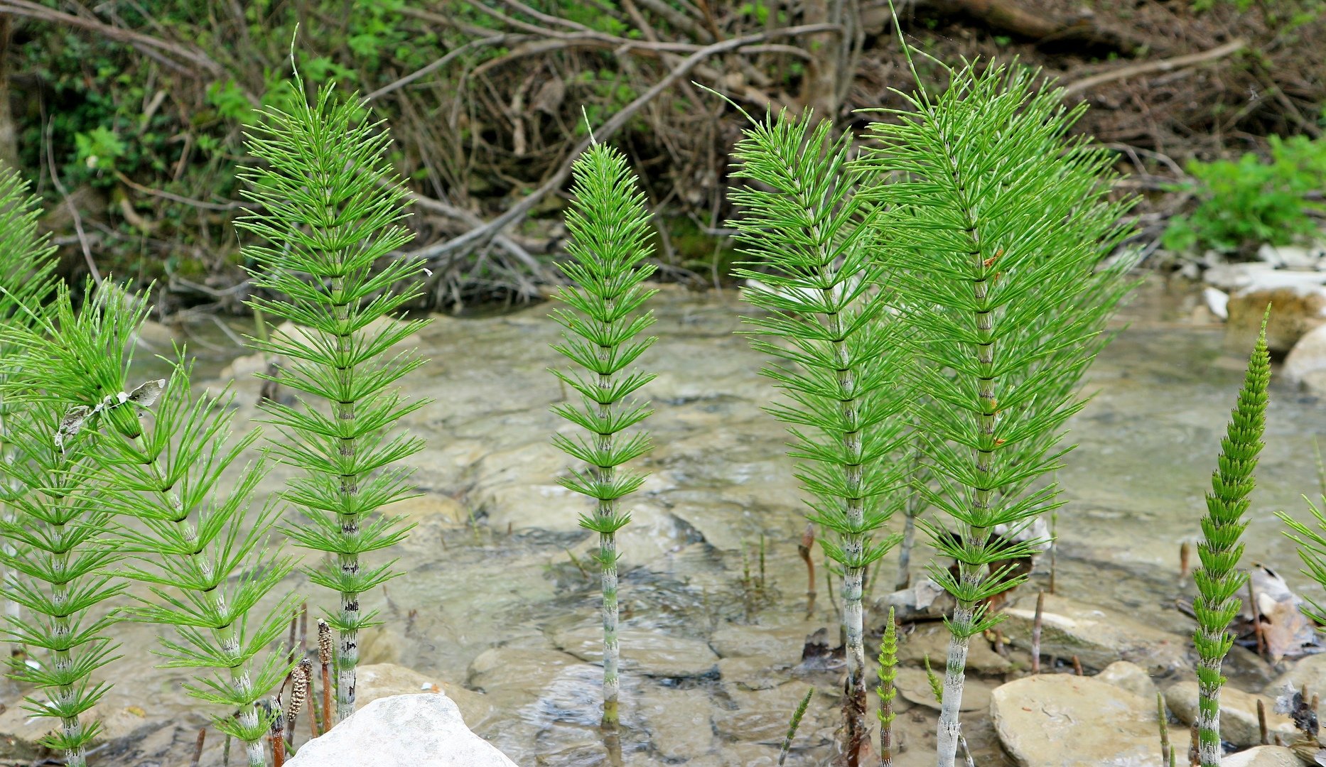 Хвощ полевой фото. Equisetum telmateia. Хвощ. Хвощ обыкновенный. Хвощ большой.