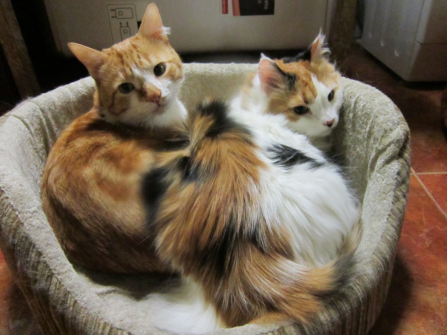 Кошка брата мам. Коты братья. Кошки сестрички. Коты сестры. Кошка брат.