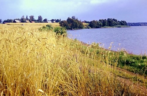 Пшеничное поле у озера