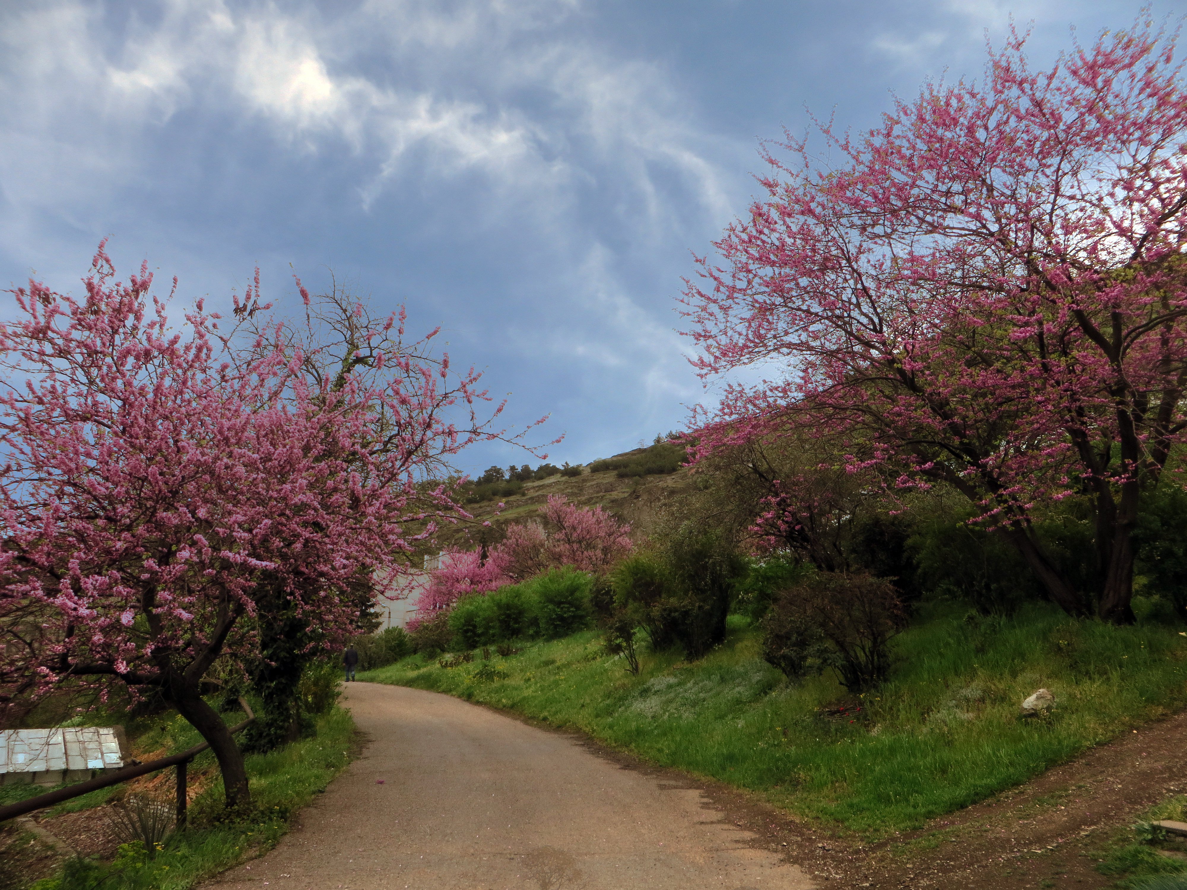 Иудово дерево фото. Иудово дерево. Иудино дерево цветение. Цветение миндального дерева Тбилиси. Иудов куст.