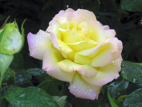 Нежная роза