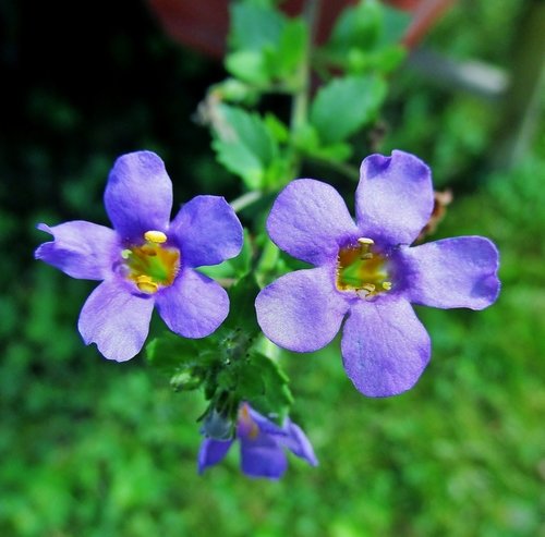Два синеньких цветочка