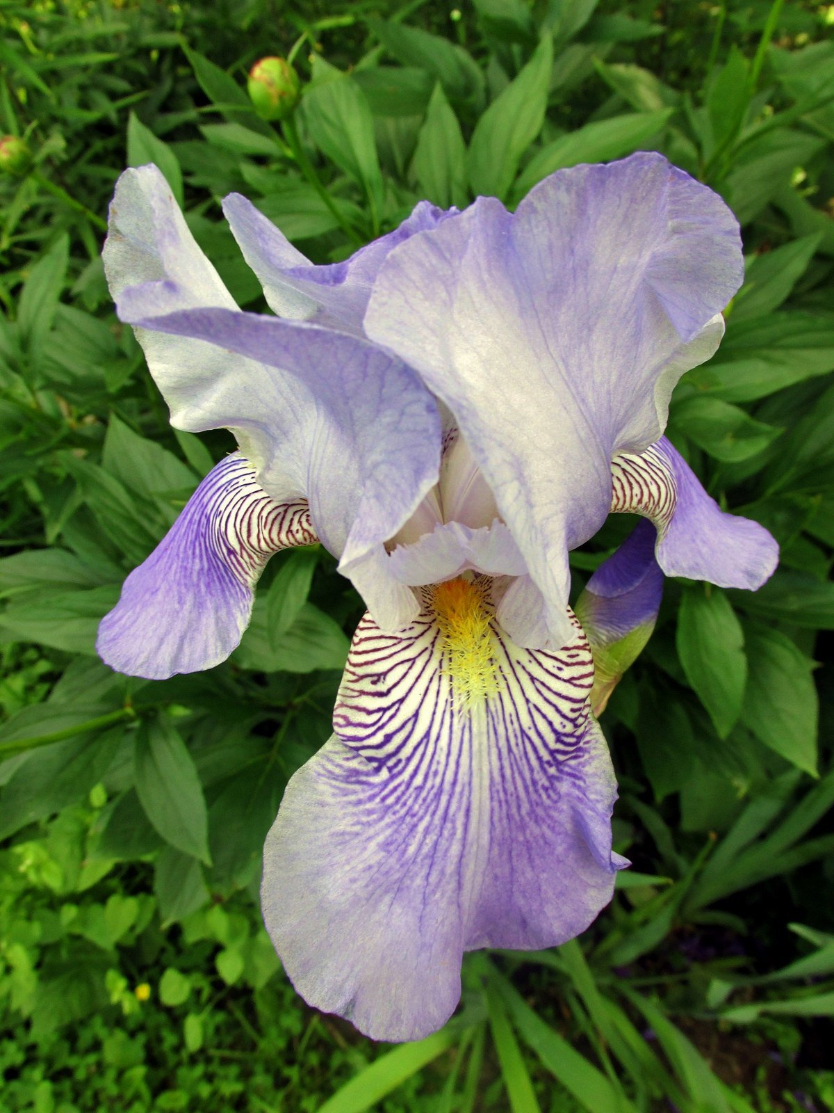 Ирисы автор. Ирис садовый (Iris Hybrid). Ирис Сибирский Кабум. Ирис гибридный 'Bangless'. Ирис Альказар.