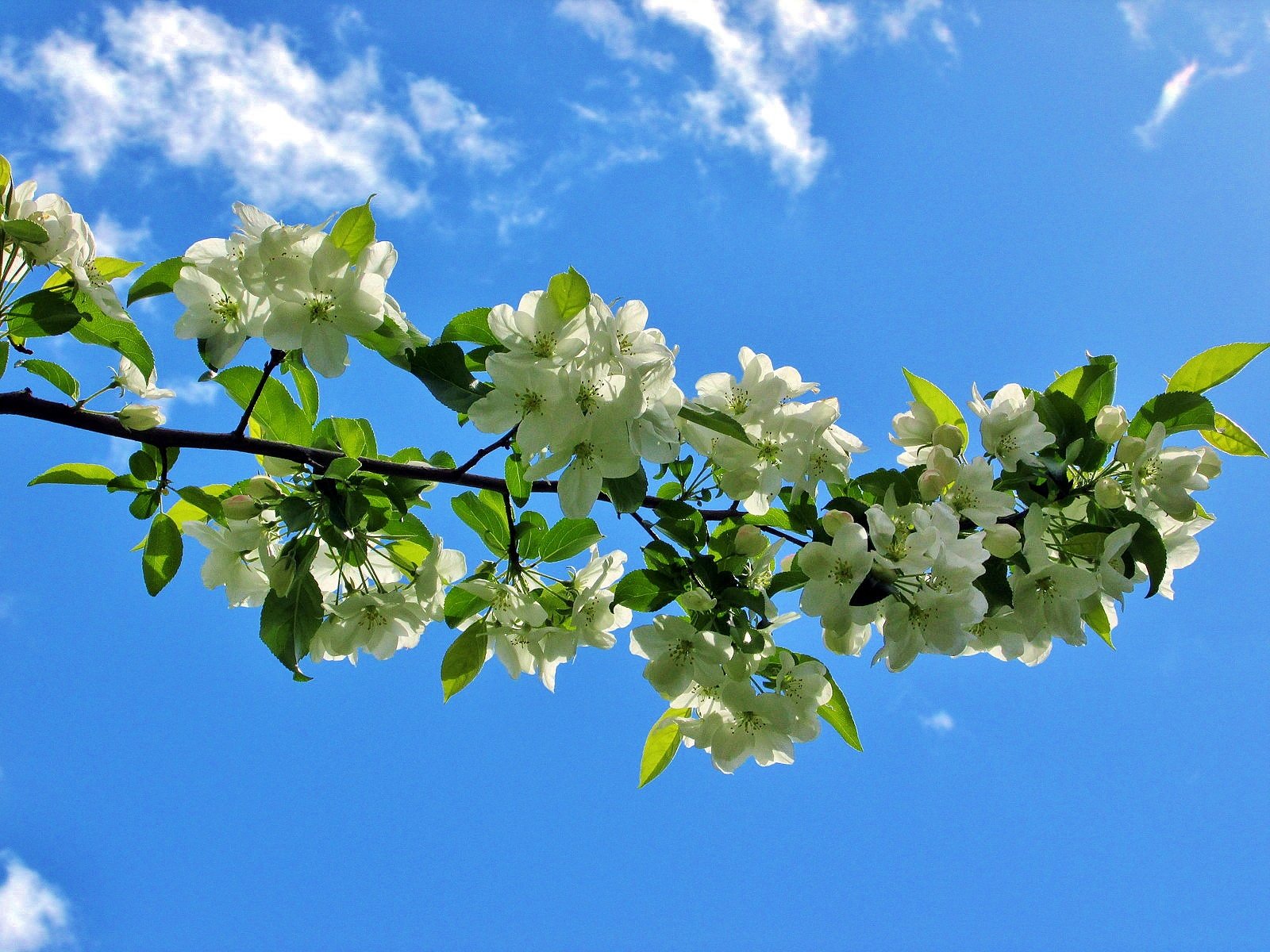 Цветущие яблони голубое небо