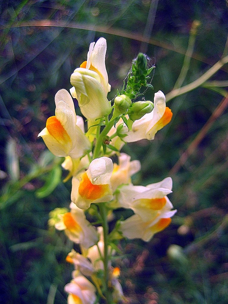 Льнянка в саду фото