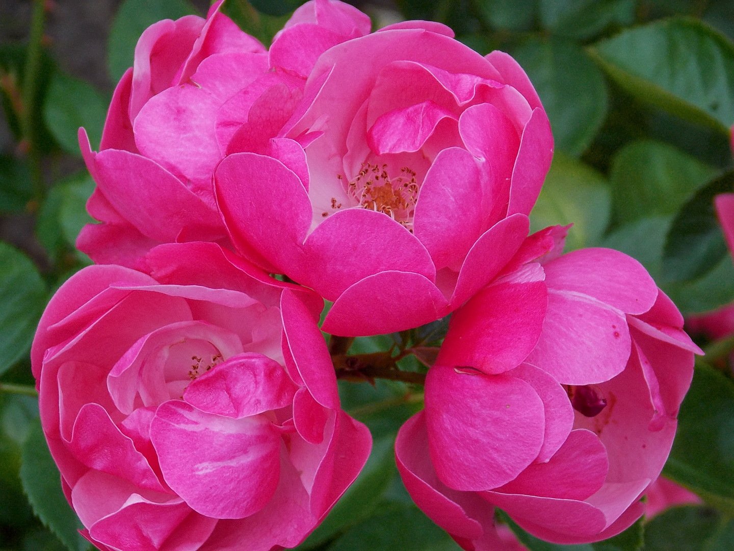 Фото Капал дождь, роняя слёзы в лепестки прекрасной розы ... на фотохостинге Fot