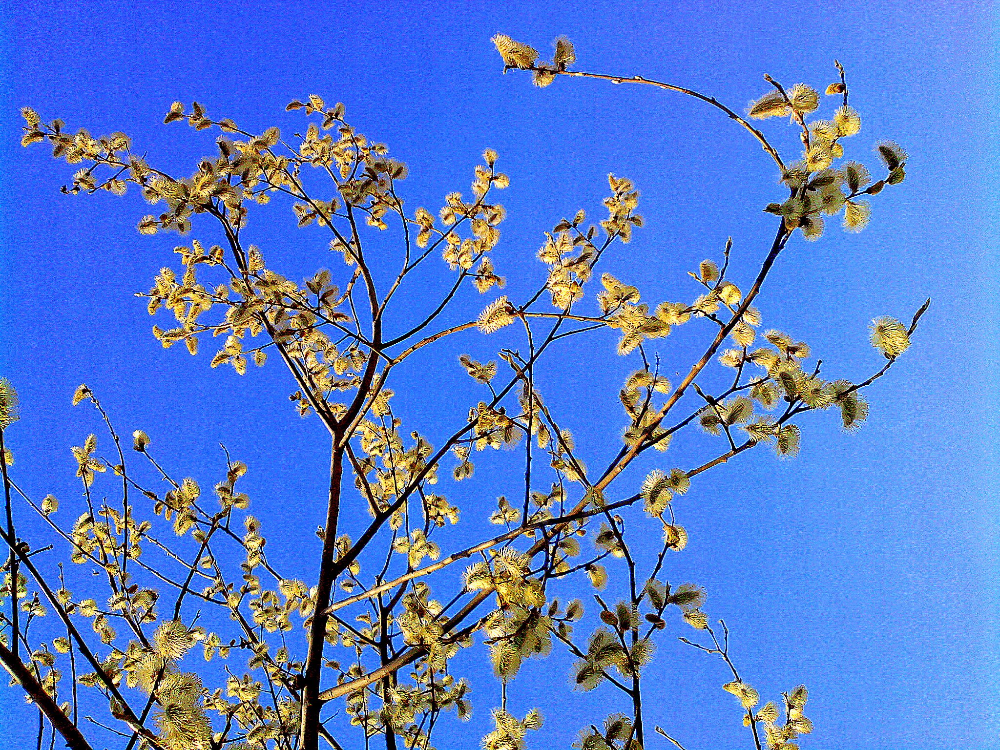 Какое дерево зацветает первым. Дерево зацветает первым весной. Дерево цветет желтыми цветами ранней весной. Какое дерево цветет первым. Весенняя ветка фото.