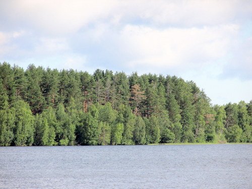 Лес у озера