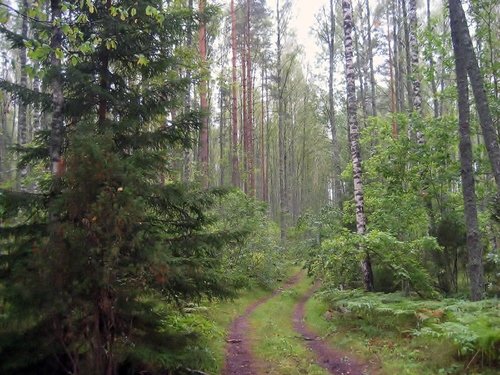 В лесу