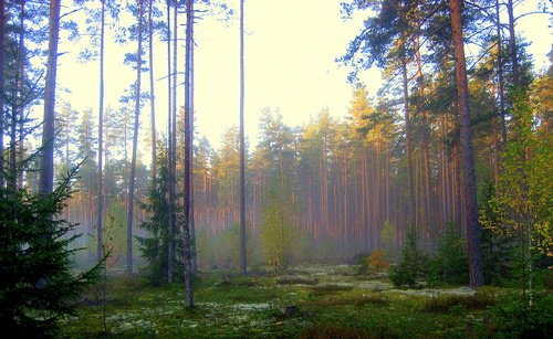 Утром в осеннем лесу