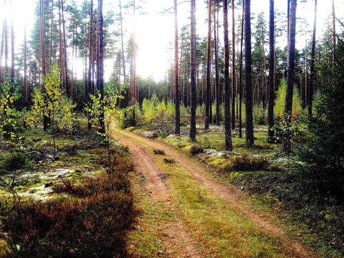 Дорога в осеннем лесу