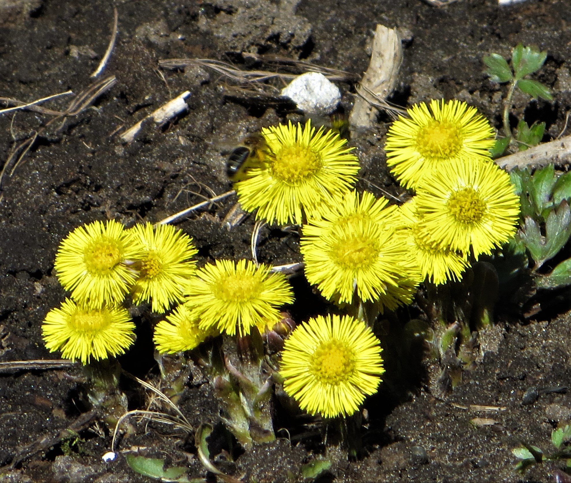 Растения мать и мачеха фото с листиками и цветами