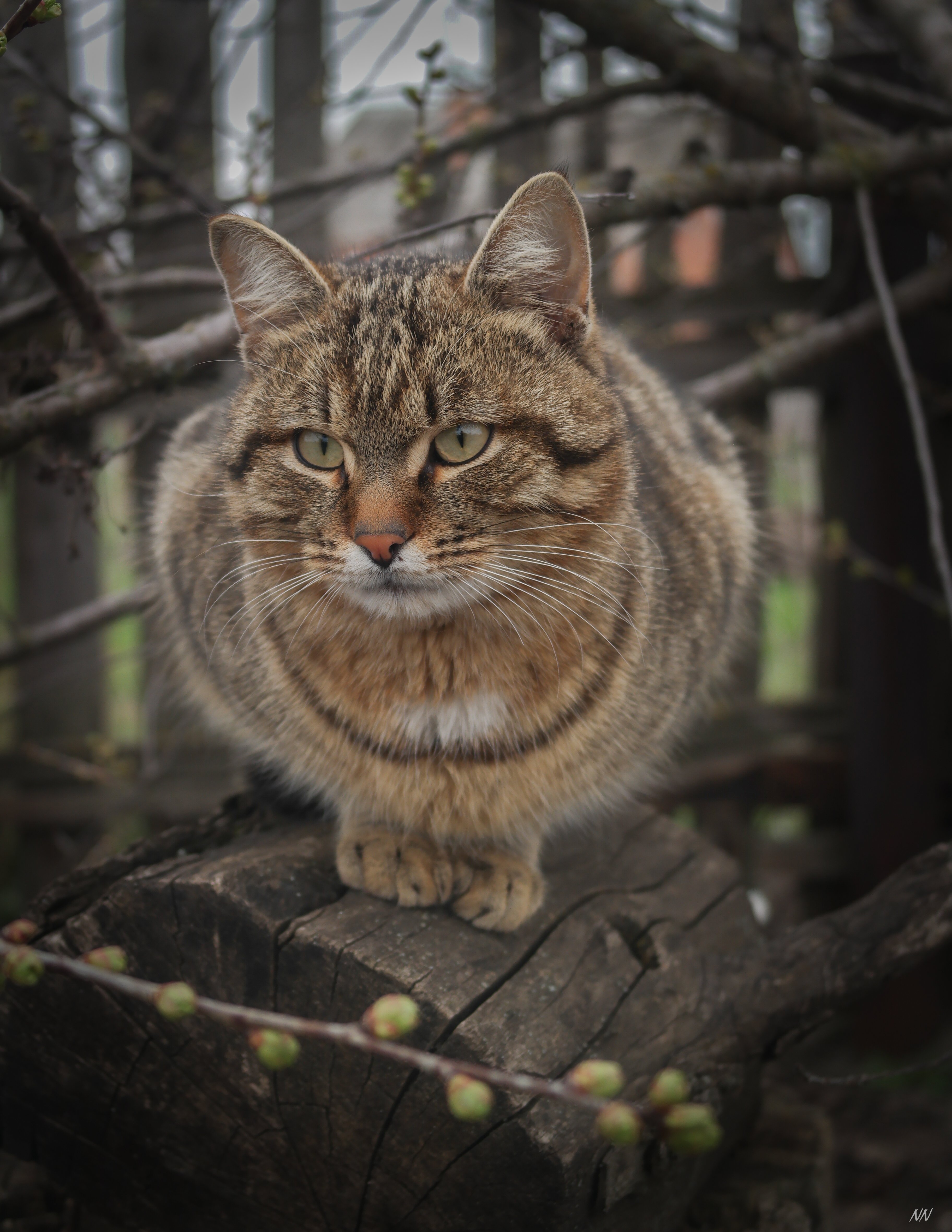 Кот васька. Кот Вася. Котенок Васька. Сибирский Васька. Кот Васька фото.