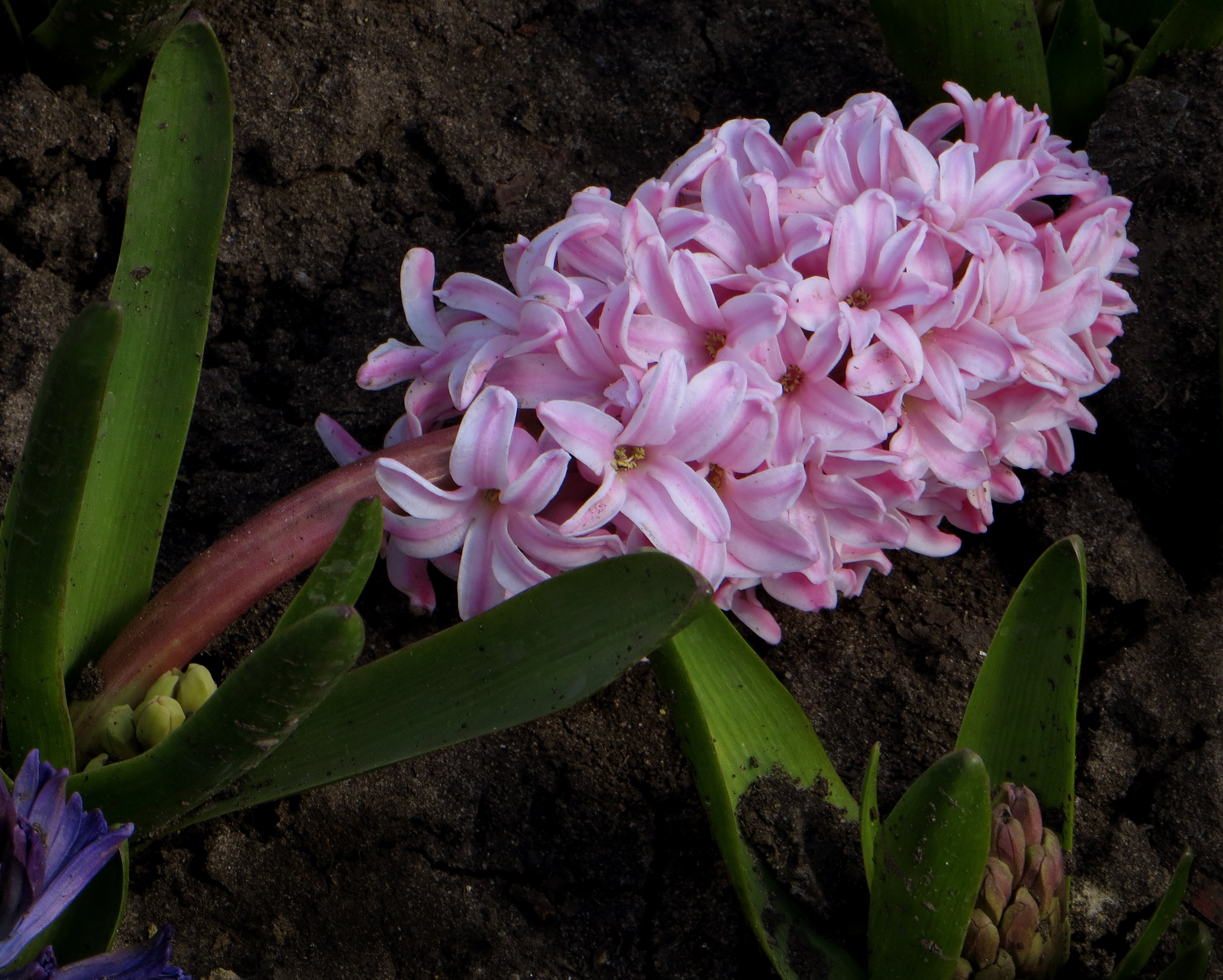 Hyacinthus цветок