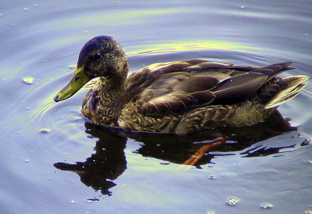 Смешные Картинки Про Уток С Надписями – Telegraph