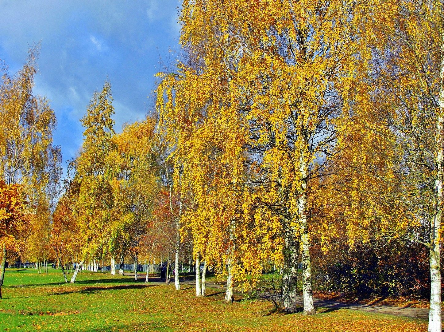 Осенний парк с березами