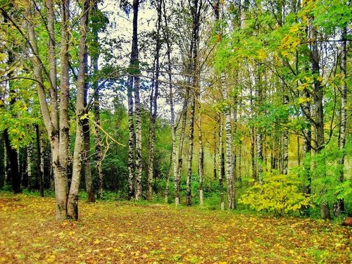 Осенью в лесу