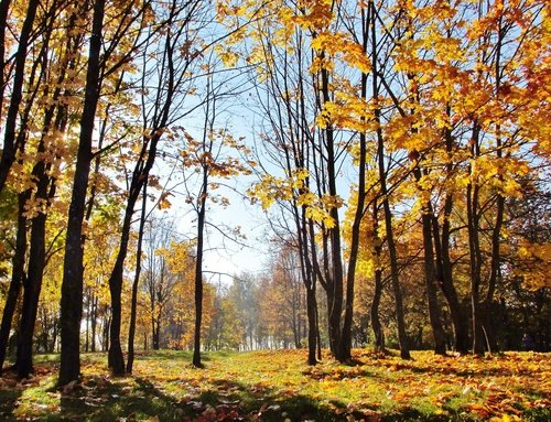 В осеннем парке