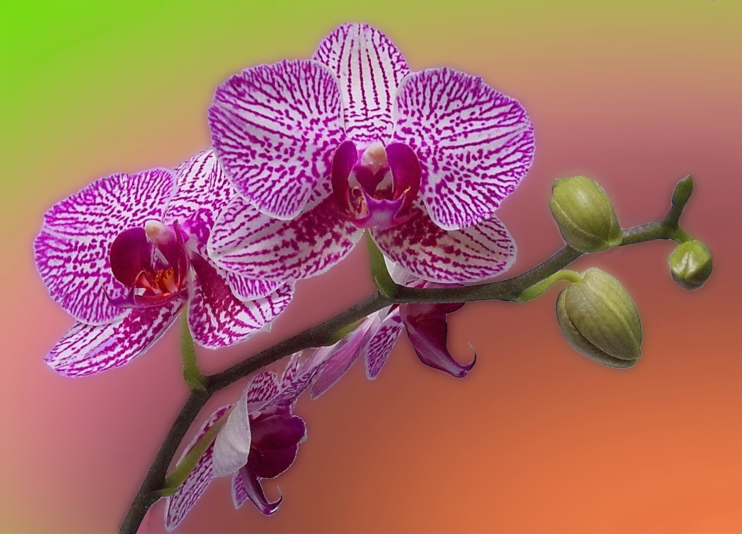 Орхидея Макара