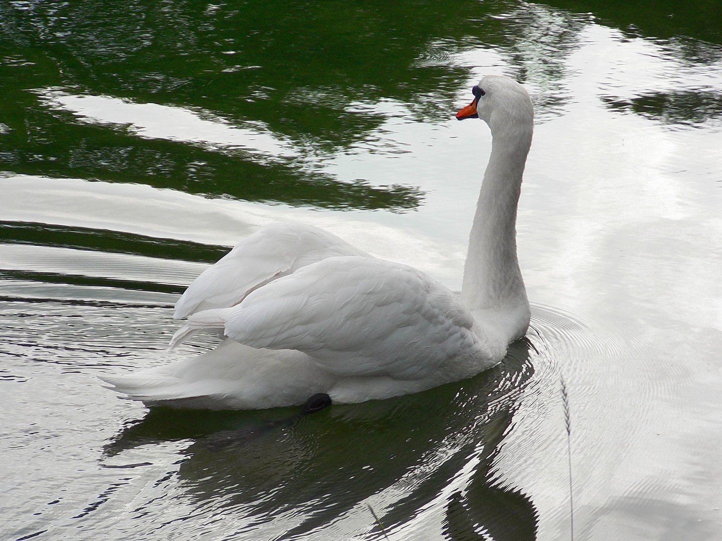 Слушать белый лебедь волгоградская. Белый лебедь 2012. Лебедь. Лебедь белая плывет.
