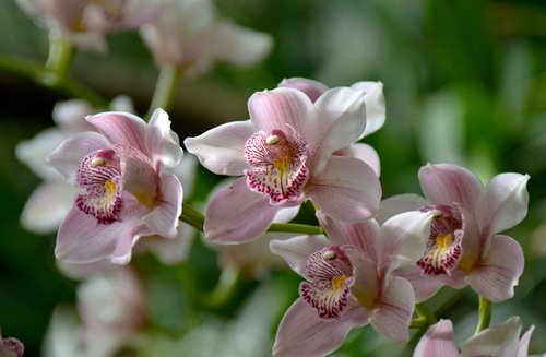 Утро орхидеи