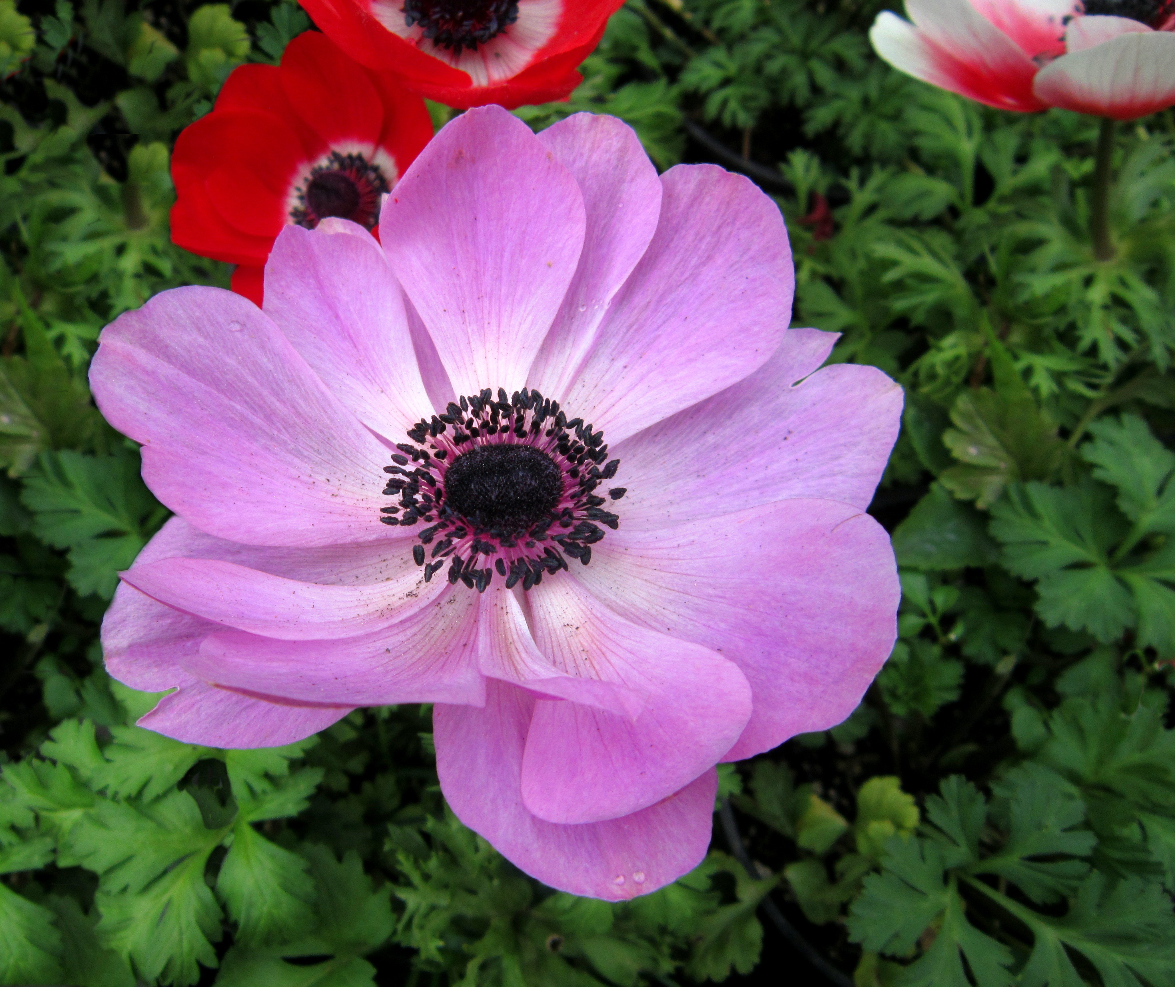 Anemone. Анемона. Анемона (Anemone). Анемона Лесная розовая. Анемона Hollandia.